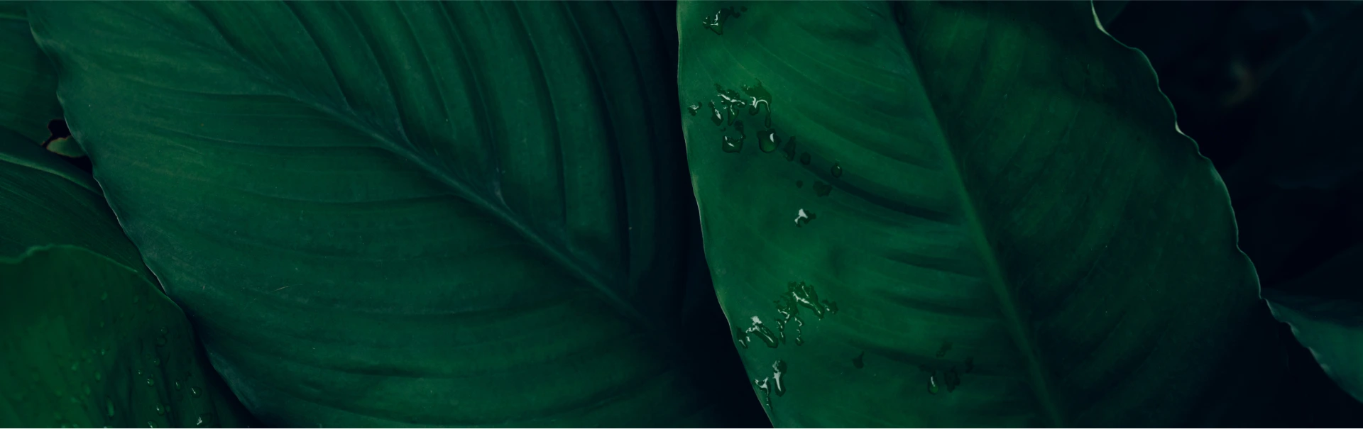 Imagem de fundo de folhas